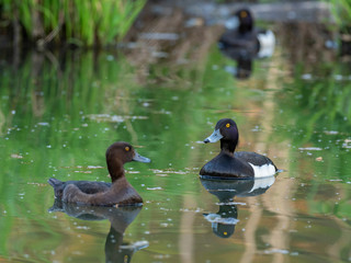 Male and female tufted duck (Aythya fuligula). The tufted duck (Aythya fuligula) is a small diving duck of the Anatidae family.