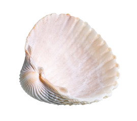 dried empty pink shell of cockle cutout on white