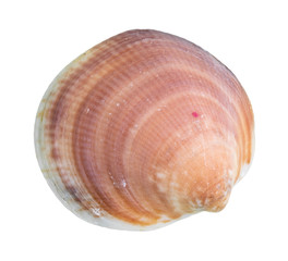 dried red brown shell of clam cutout on white