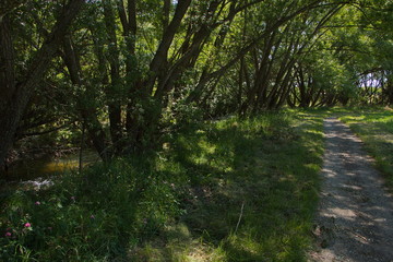 Big trees at the shore of Twizel River in Twizel on South Island of New Zealand