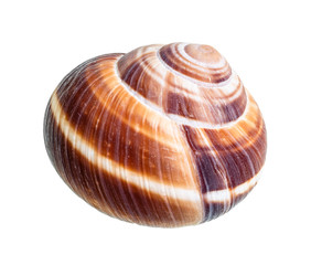 dried shell of edible snail cutout on white