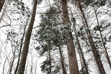 snow-covered pine trees in forest in winter