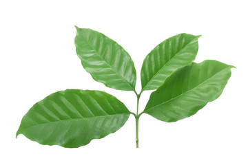 Naklejka na ściany i meble Coffee leaves green top leaf on white background.
