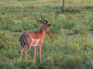 Naklejka na ściany i meble Lone Impala ram isolated against the green grass of the African savanna image in horizontal format