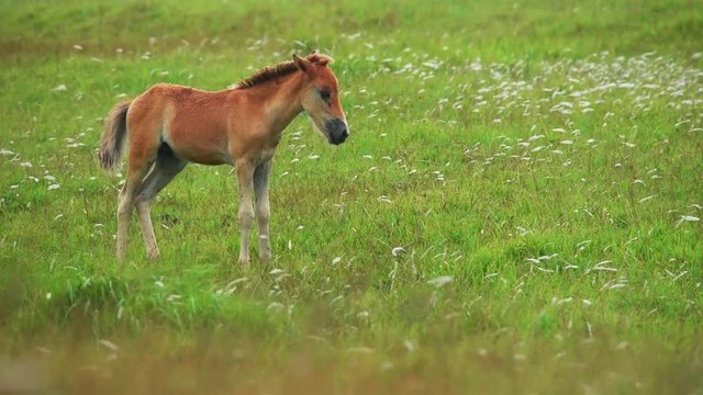 Wild horses grazing on Yonaguni island cinematic slow motion foal colt filly