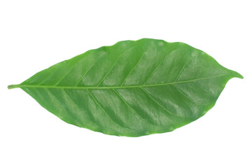 Obraz premium Coffee leaves green top leaf coffee on white background.