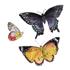 Set of illustrations of butterflies yellow, black with blueness, red and white. Elements are isolated on a white, are drawn by a watercolor by hand. Can be used as a print on clothes or decoration.