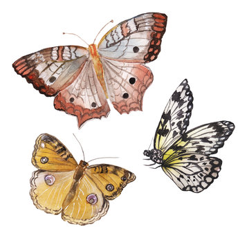 Set of three types of bright butterflies of yellow and brown color. Illustration drawn by hand in watercolor, can be used as an element of postcards and prints design