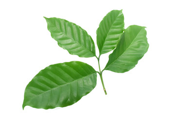 Coffee leaves green top leaf on white background.