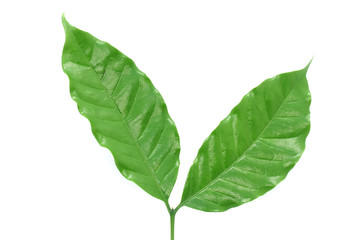 Obraz premium Coffee leaves green top leaf on white background.