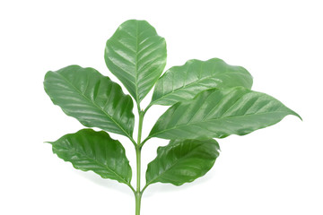 Naklejka premium Coffee leaves green top leaf on white background.