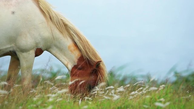 Wild horses grazing on Yonaguni island cinematic slow motion foal colt filly