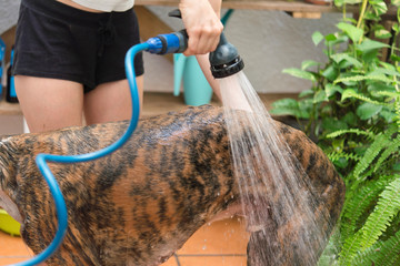 Washing dog  real action in the house