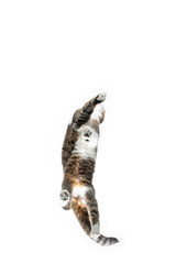 bottom up view of tabby british shorthair cat walking on window glass isolated on white background