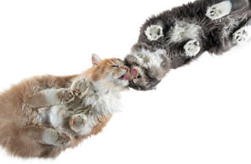 bottom up view of two different colored maine coon cats licking creamy treats off a glass pane