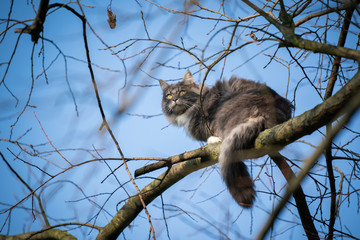 blue tabby maine coon cat with fluffy tail climbing on high bare tree resting on branch observing the area on a sunny winter day