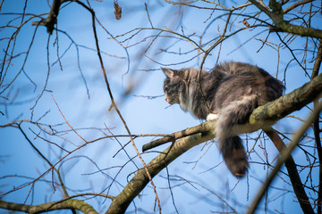 blue tabby maine coon cat climbing on high bare tree resting on branch observing the area on a sunny winter day
