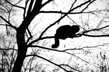 silhouette of a maine coon cat climbing on high bare tree resting on branch observing the area on a...