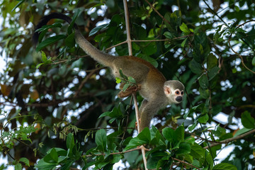 Squirrel monkey, Saimiri oerstedii, sitting on the tree trunk with green leaves, Corcovado NP, Costa Rica. Monkey in the tropic forest vegetation. Wildlife scene from nature. Beautiful cute animal