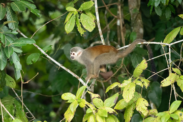 Squirrel monkey, Saimiri oerstedii, sitting on the tree trunk with green leaves, Corcovado NP, Costa Rica. Monkey in the tropic forest vegetation. Wildlife scene from nature. Beautiful cute animal