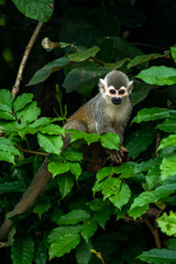 Squirrel monkey, Saimiri oerstedii, sitting on the tree trunk with green leaves, Corcovado NP, Costa Rica. Monkey in the tropic forest vegetation. Wildlife scene from nature. Beautiful cute animal