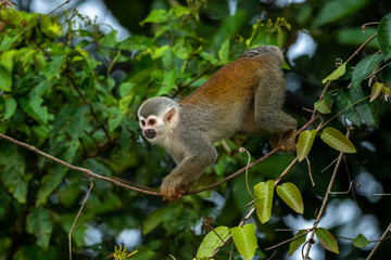 Squirrel monkey, Saimiri oerstedii, sitting on the tree trunk with green leaves, Corcovado NP, Costa Rica. Monkey in the tropic forest vegetation. Wildlife scene from nature. Beautiful cute animal