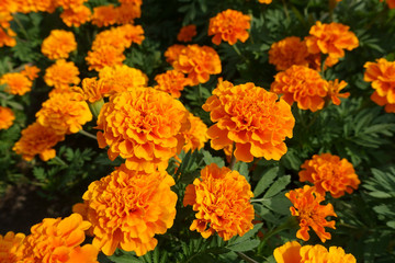 orange marigold flowers in the garden