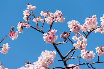 寒桜 カンザクラ 早春イメージ