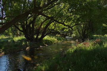 Big trees at the shore of Twizel River in Twizel on South Island of New Zealand