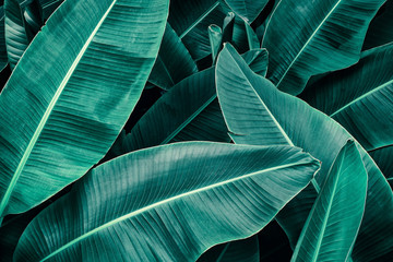 tropical leaf, lush green banana foliage in rainforest, nature background
