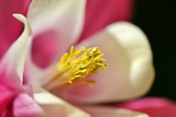 Obraz na płótnie Canvas Close up of a columbine blossom