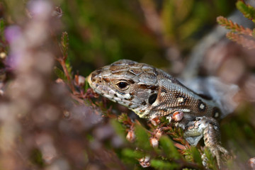 Sand lizard among heather