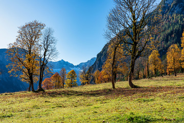 maple trees at Ahornboden, Karwendel mountains, Tyrol, Austria