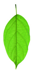 The leaves on the white background