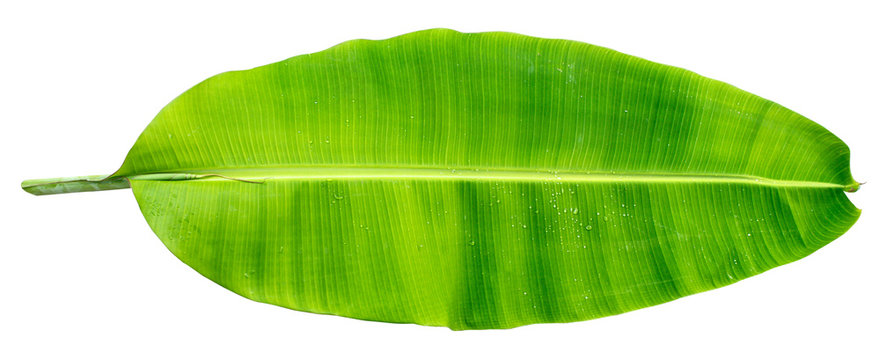 Banana leaf three banana leaves completely separated from the white background