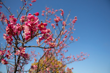 梅の花と青空