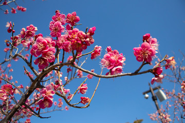 梅の花と青空