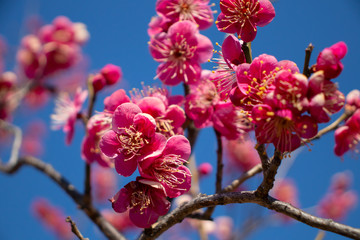 梅の花と青空