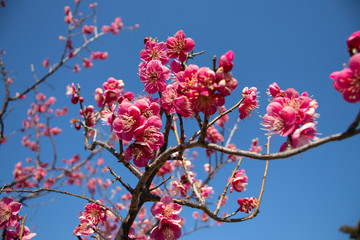 梅の花と青空