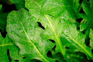 green leaf with water drops close up