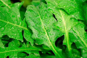 Green leaf with drops of water in the morning, macro close-up