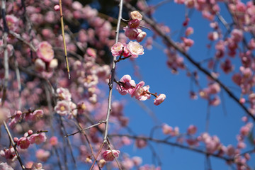 梅の花と青空