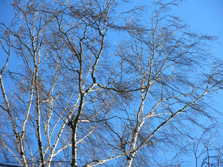 birch branches against the winter blue sky