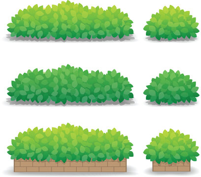 Green bushes isolated on white background, outdoor potted plants. Vector Illustration.