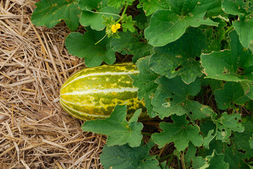 Obraz premium Closeup of Cucumis melo L. (Cantaloupe Melon,Musk melon,cantaloup,cassaba melon) in the field with leaves and flowers. Photo taken in the countryside of Vietnam