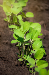 Tender fragile young green sprouts of soybean closeup in a field in the sun. Selective focus.