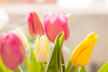 Spring pink tulips on a white background