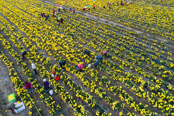 Aerial shooting of China's rural production and life scenes