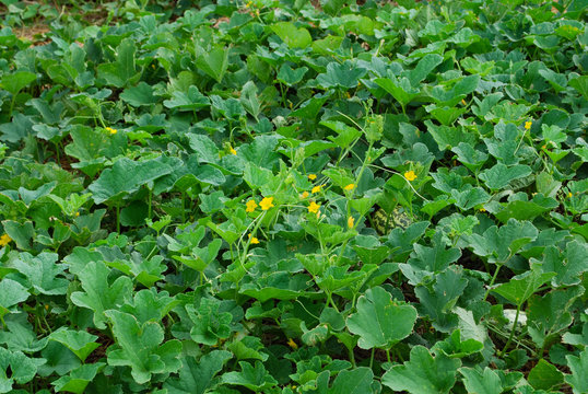 Closeup of Cucumis melo L. (Cantaloupe Melon,Musk melon,cantaloup,cassaba melon) flowers. Photo taken in the countryside of Vietnam