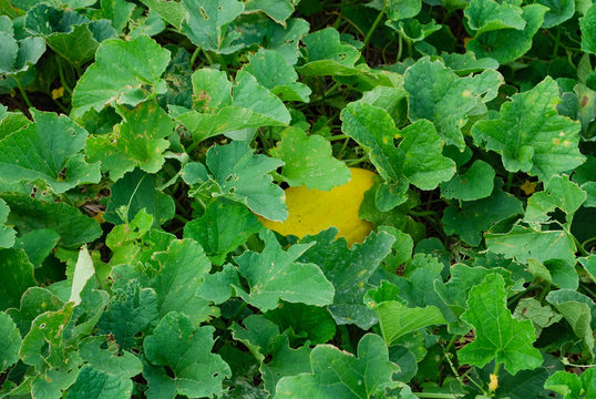 Closeup of Cucumis melo L. (Cantaloupe Melon,Musk melon,cantaloup,cassaba melon) in the field with leaves and flowers. Photo taken in the countryside of Vietnam